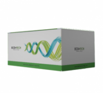Фото Набор для выделения геномной ДНК EcoPURE Genomic DNA Kit, 50 реакций, EcoTech Biotechnology
